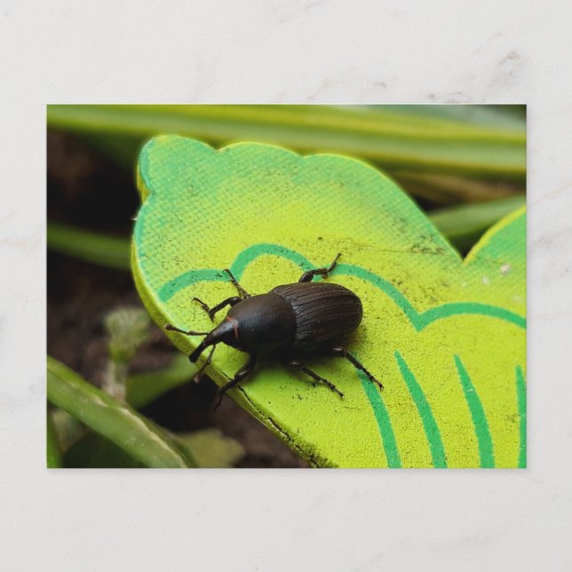 Carte Postale Weharm, Beetles, Curculionoidea, Bug (Devant)