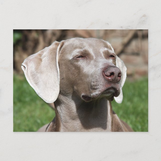 Carte Postale weimaraner (Devant)
