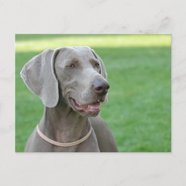 Carte Postale Weimaraner (Devant)