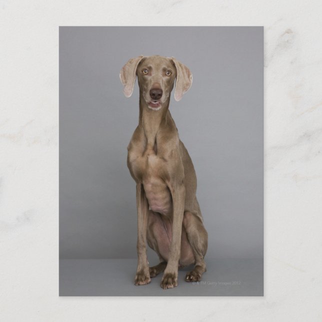 Carte Postale Weimaraner assis, studio tourné (Devant)