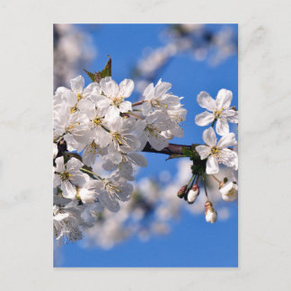 Carte Postale Weisse Kirschblüten