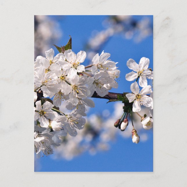 Carte Postale Weisse Kirschblüten (Devant)