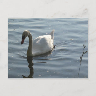 Carte Postale WEißer Schwan