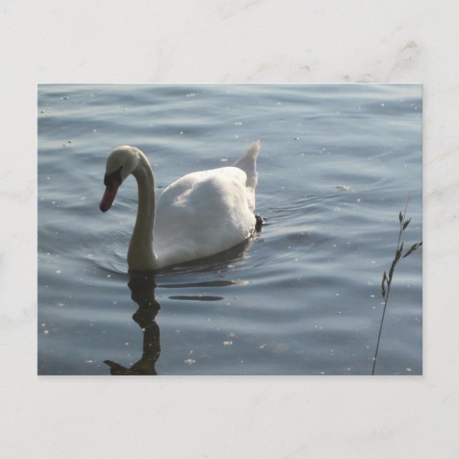 Carte Postale WEißer Schwan (Devant)
