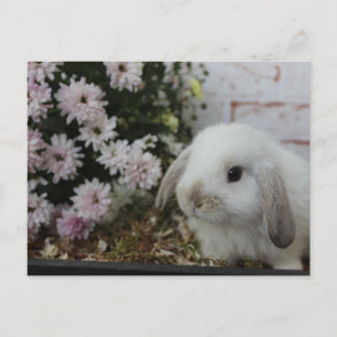 Carte Postale weißes Häschen, Kaninchen mit Blumen Osterhase