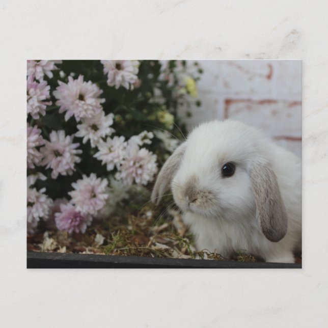 Carte Postale weißes Häschen, Kaninchen mit Blumen Osterhase (Devant)