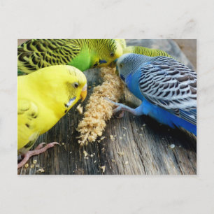 Carte Postale Wellensittiche (Melopsittacus undulatus)