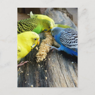 Carte Postale Wellensittiche (Melopsittacus undulatus)