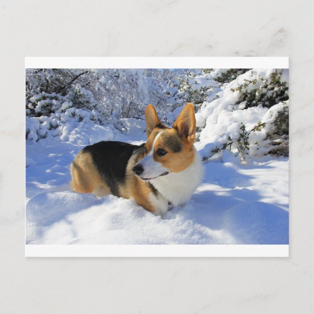 Carte Postale Welsh Corgi Jour des neiges (Devant)