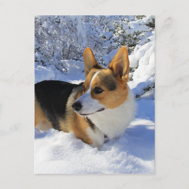 Carte Postale Welsh Corgi Jour des neiges (Devant)