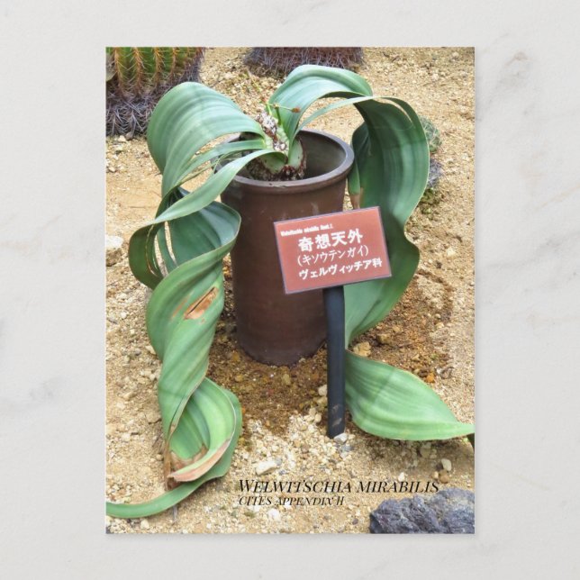 Carte Postale Welwitschia mirabilis [Carte postale] (Devant)