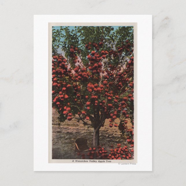 Carte Postale Wenatchee, WAA Wenatchee Valley Apple Tree (Devant)