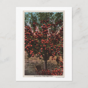 Carte Postale Wenatchee, WAA Wenatchee Valley Apple Tree