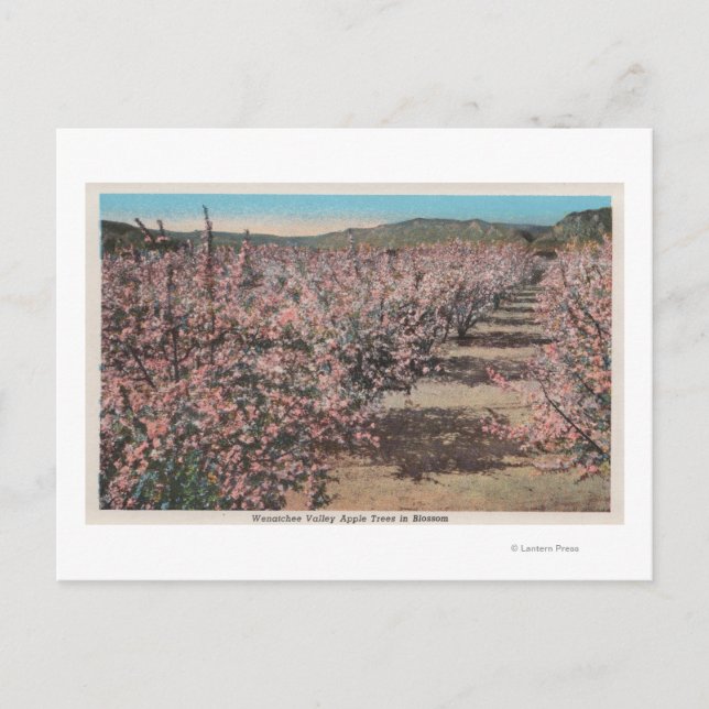 Carte Postale Wenatchee, WAView des pommiers en fleurs (Devant)