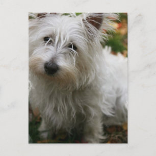 Carte postale West Highland Terrier