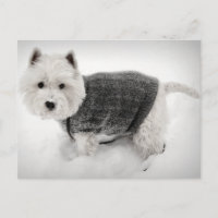 West Highland Terrier en sueur dans la neige
