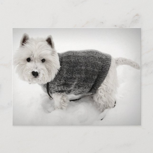 Carte Postale West Highland Terrier en sueur dans la neige (Devant)