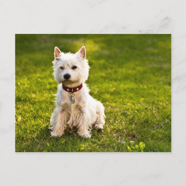 Carte Postale West Highland White Terrier (Devant)