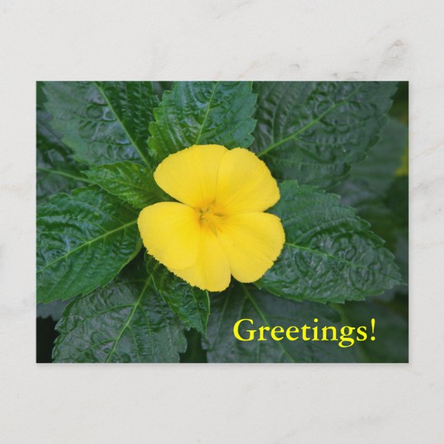 Carte postale - West Indian Holly (Devant)