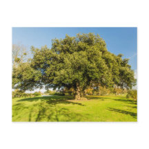 Carte postale Westbury Court Garden Tree