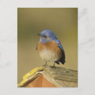 Carte postale Western Bluebird 3
