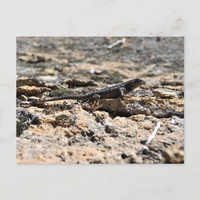 Carte Postale Western Fence Lizard (Devant)