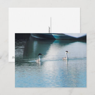 Carte postale - Western Grebe in Harbour (hrz)