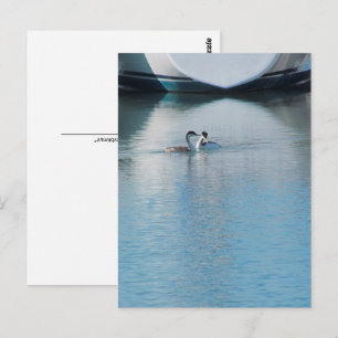 Carte postale - Western Grebe in Harbour (vrt)