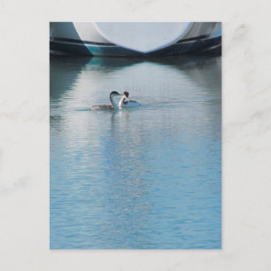Carte postale - Western Grebe in Harbour (vrt)