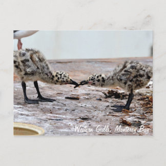 Carte postale Western Gull Chicks