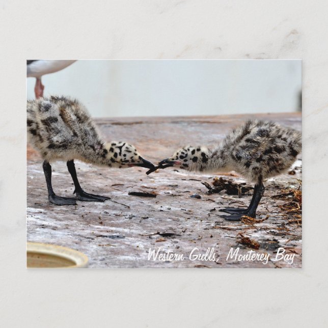Carte postale Western Gull Chicks (Devant)