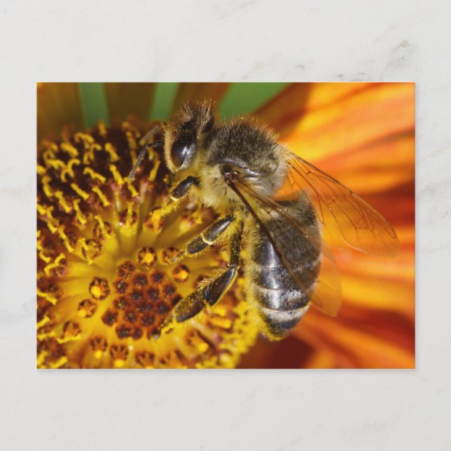 Carte Postale Western Honey Bee Macro (Devant)