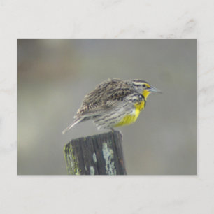 Carte postale Western Meadowlark