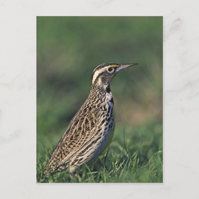 Carte Postale Western Meadowlark (Devant)