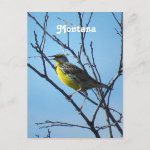 Carte Postale Western Meadowlark