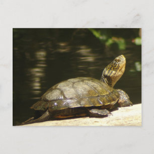 Carte postale Western Pond Turtle