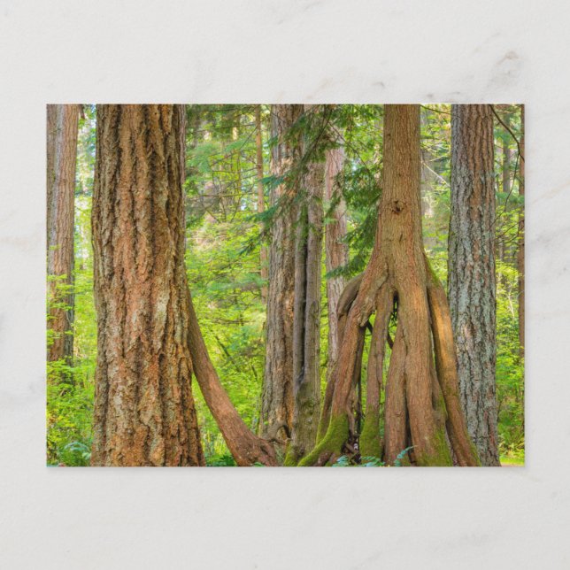 Carte Postale Western Red Cedar Tree | Washington State (Devant)