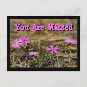 Carte Postale Western Showy Purple Phlox Fleur sauvage personnal