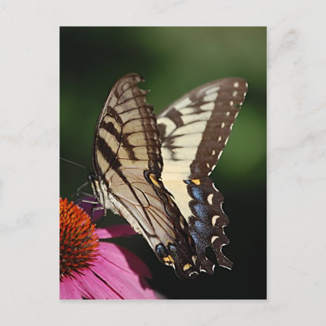 Carte postale Western Tiger Swallower (Devant)