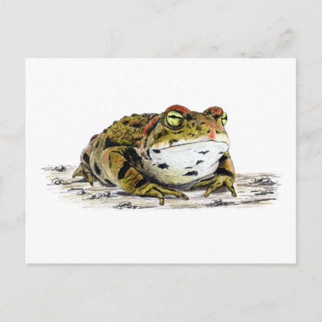 Carte postale Western Toad (Devant)
