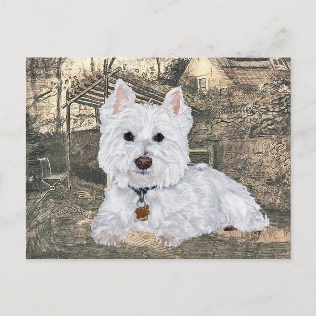 Carte postale Westie (Devant)