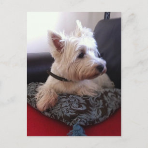 Carte postale Westie
