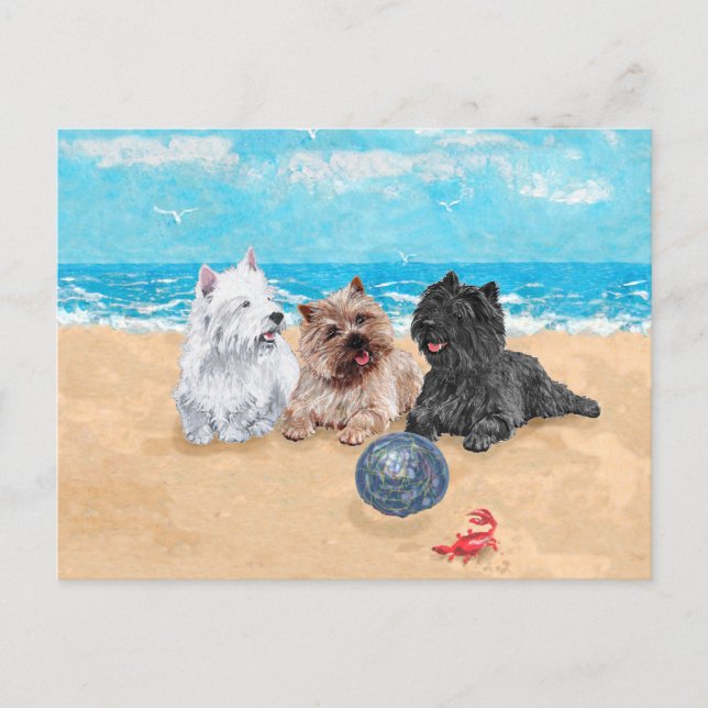 Carte Postale Westie avec des terriers Cairn à la plage (Devant)