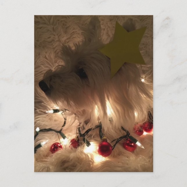 Carte Postale Westie électrique (Devant)