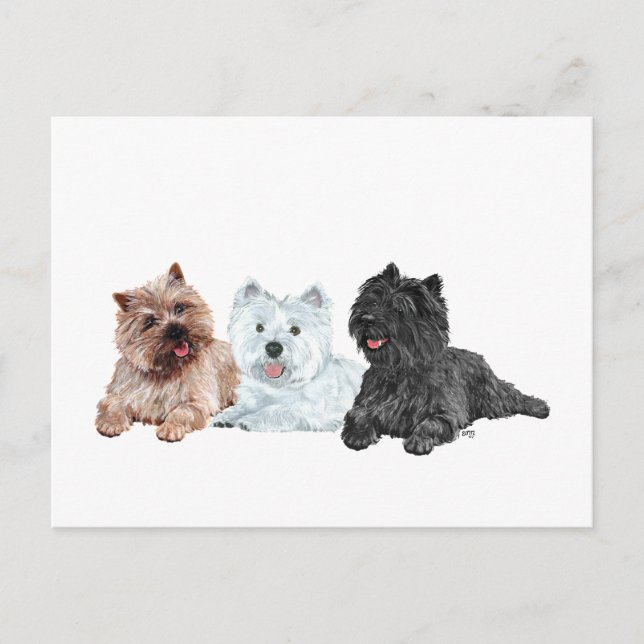 Carte Postale Westie et terriers Cairn (Devant)
