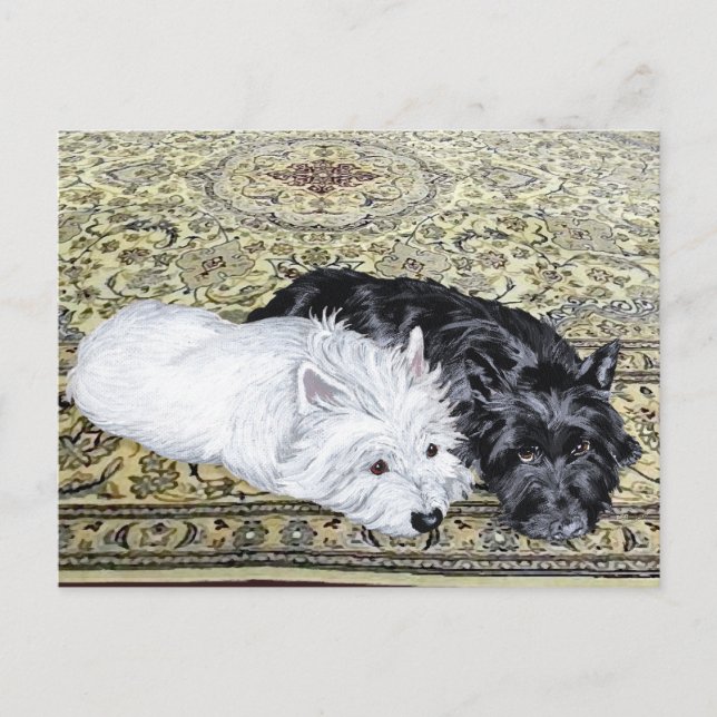 Carte Postale Westie & Scottie au repos (Devant)