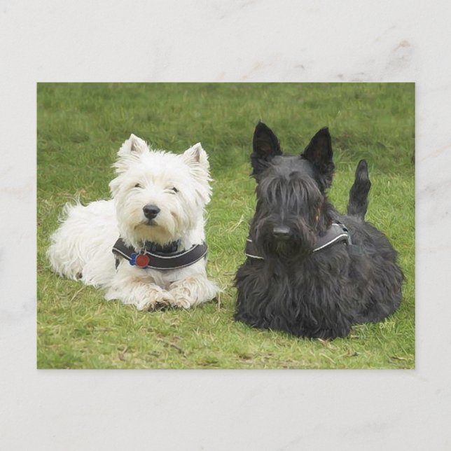 Carte Postale Westie & Scottie Herbe Verte (Devant)
