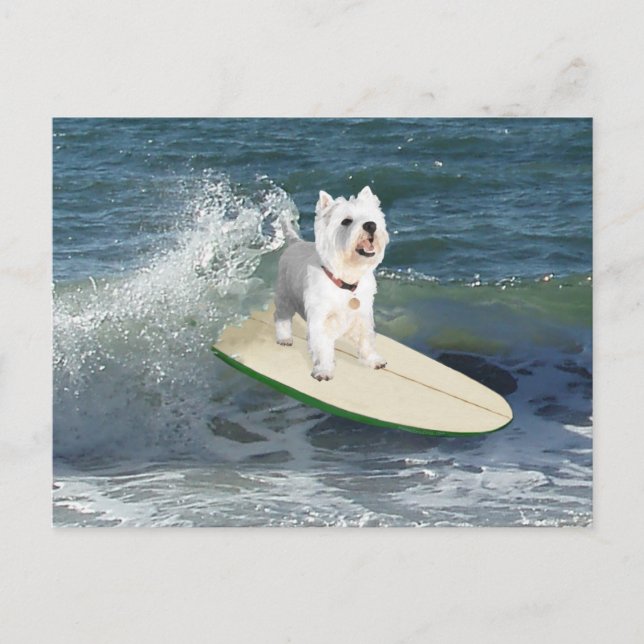 Carte Postale Westie Surfeur (Devant)