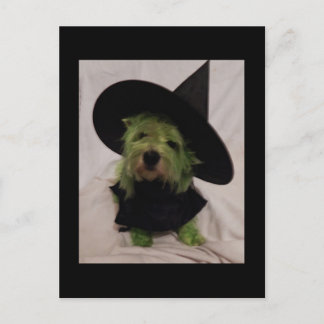 Carte Postale Westie - Wicked Witch of the Westies