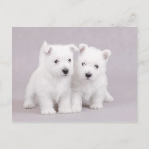 Carte Postale Westies
